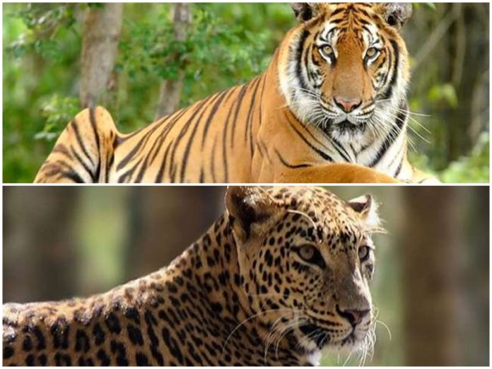 mp_tiger