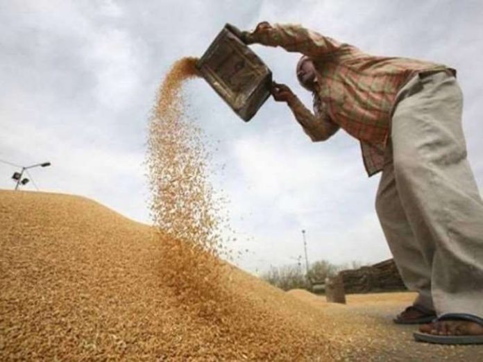 wheat_mp