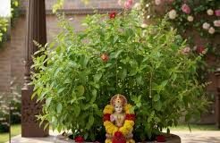 तुलसी पर अर्पित करें कच्चा दूध, गृह क्लेश से मिलेगी मुक्ति,आर्थिक तंगी होगी दूर